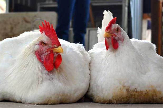 عدم اختصاص اعتبار برای طرح ملی احیای خط تولید مرغ داخلی