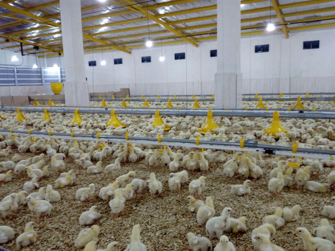 تهویه در سالنهای مرغداری : ساده ترین اصول در فصل زمستان