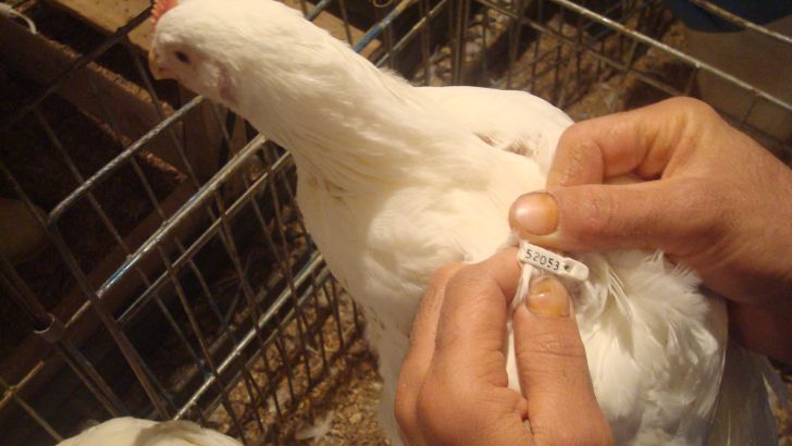 اهمیت نژاد جوحه گوشتی آرین در مقایسه با برخی نژاد های دیگر