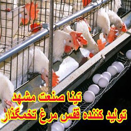 قفس مرغداری و 5 نکته کوتاه و حیاتی در مورد قفس مرغداری