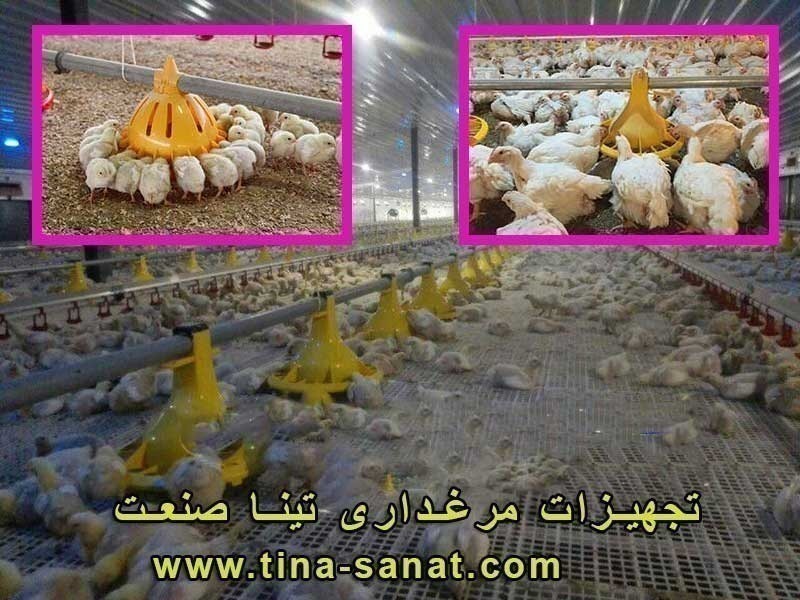 اصلی ترین نکات احداث مرغداری گوشتی و میزان سود دهی آن