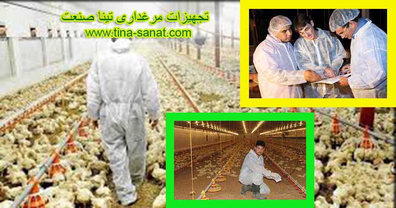 11 مورد از مهمترین ویژگیهایی که یک مرغدار موفق باید بداند