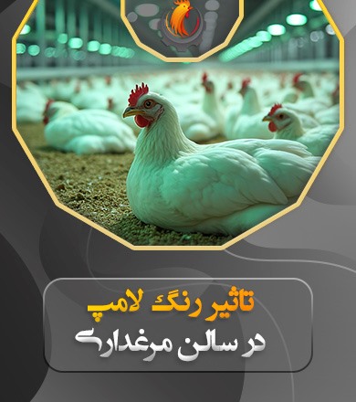 بررسی علمی تاثیر رنگ لامپ مرغداری بر رشد مرغ‌های گوشتی تخمگذار