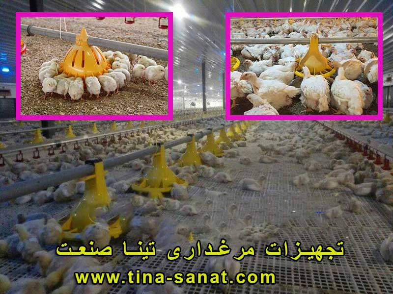 مرغداری گوشتی