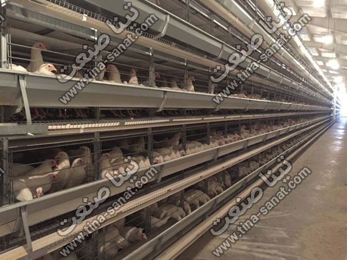 قفس باتری تمام اتومات تجهیزات مرغداری
