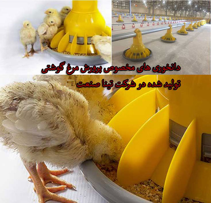 دانخوری مرغ