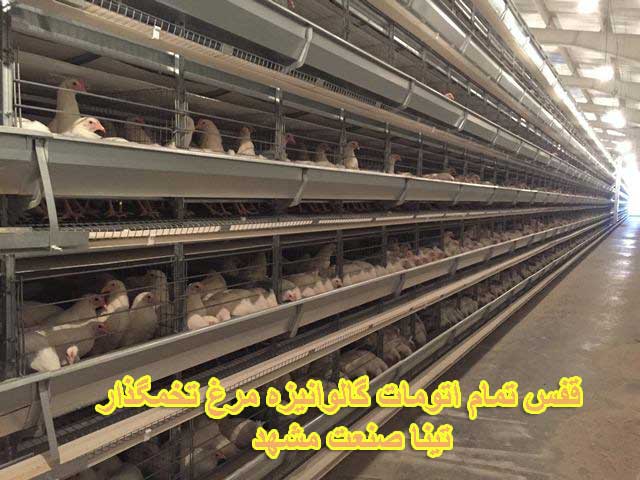 قفس مرغ تخمگذار باتری تمام اتومات 