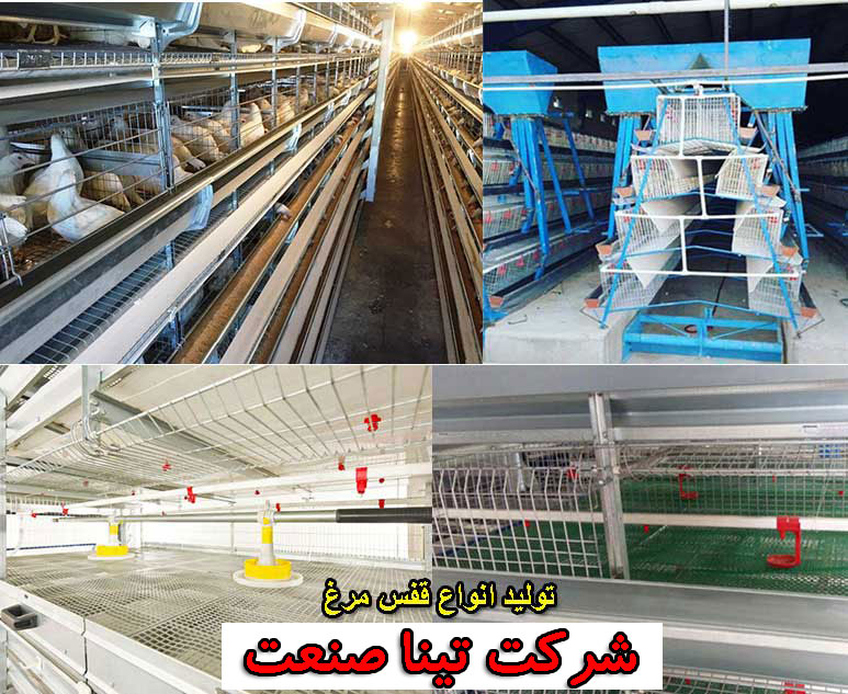 قفس مرغ  تخمگذار